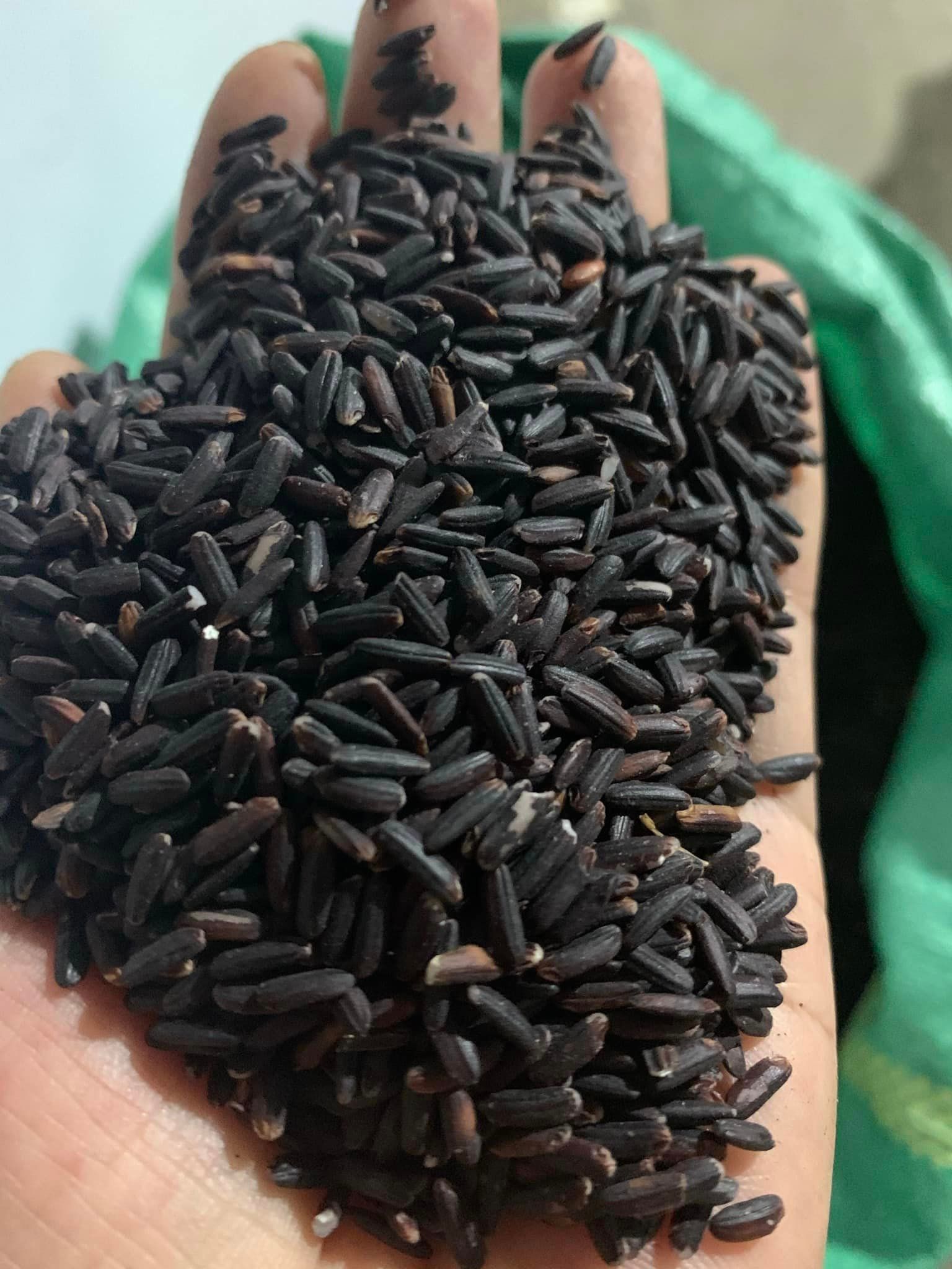 Gạo Lứt và Gạo Nếp Cẩm Có Khác Nhau Không - Tìm Hiểu Sự Khác Biệt Và Lợi Ích Từ Hai Loại Gạo Bổ Dưỡng
