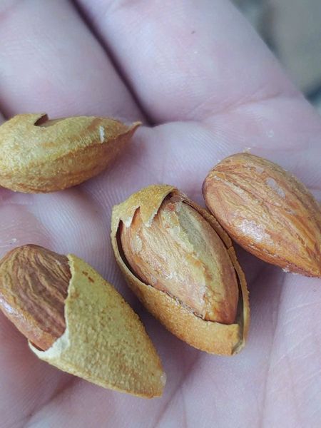 Hạnh nhân sấy bơ 10kg Giá sỉ