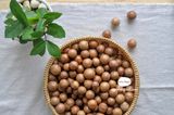 Hạt mắc ca Tây Nguyên 10kg Giá sỉ
