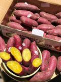 Khoai lang Nhật Xuất khẩu XD farm