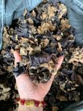 Mộc nhĩ rừng tự nhiên (Tây Bắc)