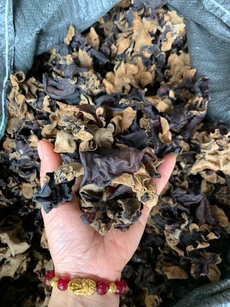 Mộc nhĩ rừng tự nhiên (Tây Bắc)