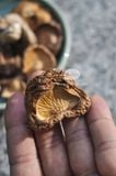 Nấm đông cô (nấm hương) hữu cơ Phú Gia