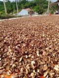 Nấm hương rừng Tây bắc