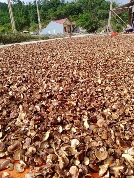 Nấm hương rừng Tây bắc