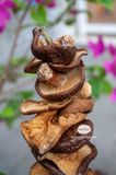 Nấm hương rừng Tây bắc