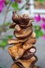 Nấm hương rừng Tây bắc