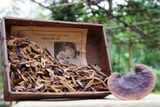Nấm lim xanh rừng tự nhiên (Hồng chi)