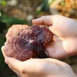 Nấm lim xanh rừng tự nhiên (Hồng chi)
