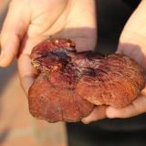 Nấm lim xanh rừng tự nhiên (Hồng chi)