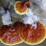 Nấm linh chi đỏ nguyên chiếc Phú Gia