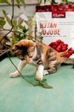 Táo đỏ Hotan hữu cơ C’LaVie