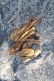Trà bồ công anh dưỡng sinh (bồ công anh thân lùn hoa vàng)