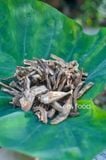 Trà bồ công anh dưỡng sinh (bồ công anh thân lùn hoa vàng)