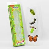Vòng đời tự nhiên - Bướm lớn lên như thế nào?DK81253