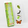Vòng đời tự nhiên - Bướm lớn lên như thế nào?DK81253