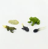 Vòng đời tự nhiên - Ếch lớn lên như thế nào?DK81256