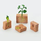 Vòng đời tự nhiên - Hạt mầm lớn lên như thế nào?DK81259