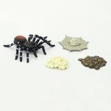 Vòng đời tự nhiên - Nhện lớn lên như thế nào?DK81260