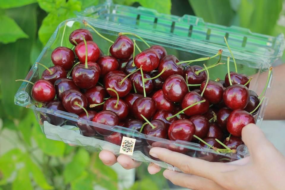  Hộp Nhựa P1000A - 1kg / Hộp đựng Cherry, Nhãn, Nho,... 