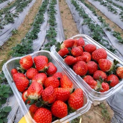 Hộp Nhựa P350A / Hộp đựng dâu, cherry