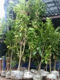Cây vú sữa hoàng kim to nhiều cỡ