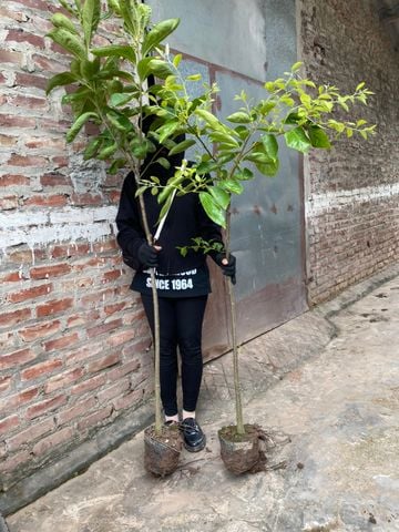 Cây hồng giòn