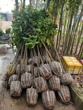 Cây chay đỏ to