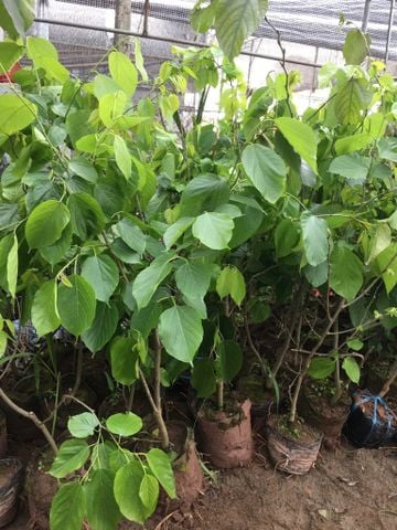 Cây dâu quả dài to nhiều cỡ