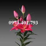 Củ Giống Hoa Ly Tarrango