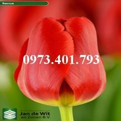 Củ Giống Hoa Tulip Rescue