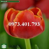 Củ Giống Hoa Tulip Verandi