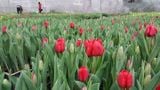 Cây hoa tulip