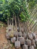 Cây chay đỏ to