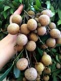 Cây nhãn to nhiều cỡ