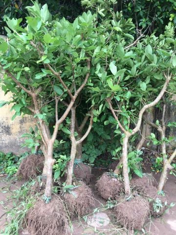 Cây ổi lê choai