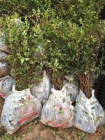 Cây giống nho thân gỗ tứ quý lá nhỏ