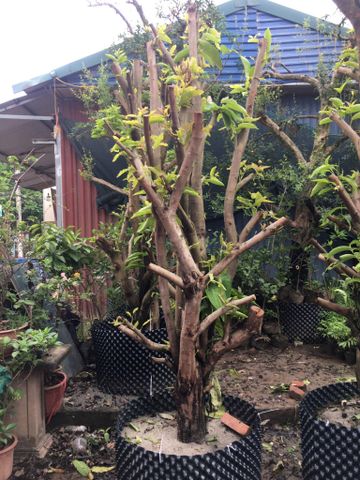 Cây roi đỏ an phước cây to