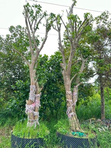 Cây dâu da xanh to