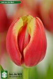 Củ Giống Hoa Tulip Leen Van Der Mark Đỏ Viền Trắng