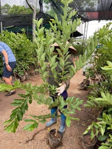 Cây ổi bốn mùa to