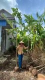 Cây mít gieo hạt cao 3m