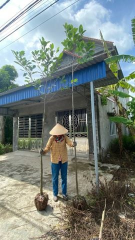 Cây mít gieo hạt cao 3m