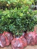 Cây giống nho thân gỗ 12 vụ