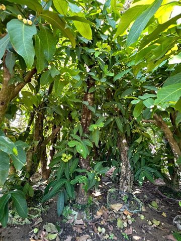 Cây roi xanh cây to