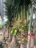 Cây dừa xiêm lùn  to
