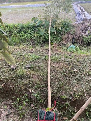 Cây muồng hoàng yến