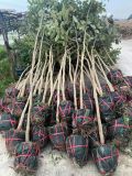 Cây muồng hoàng yến