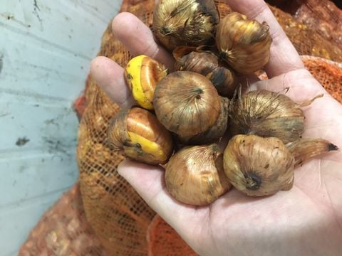 CỦ GIỐNG LAY ƠN MÀU SONG HỶ