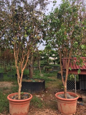 Cây nho thân gỗ kim cương to